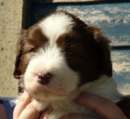 MILES 5 WEEKS OLD